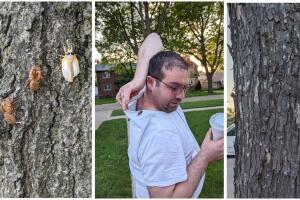 ¿Hasta cuándo estarán las cigarras en Chicago? Illinois está presenciando un evento histórico por la conversión de tres especies