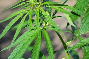 detail of cannabis leaves green plant photography