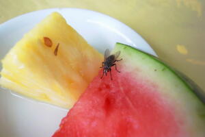 mosca-de-fruta-como-evitar-2.jpg