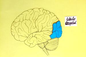 desarrollar el cerebro