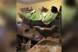 ANIMALES/HOUSTON SPCA.jpg