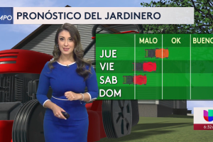 jardinería-San-Antonio-incendios-viento