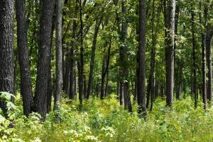 Gardening - Soft Landings