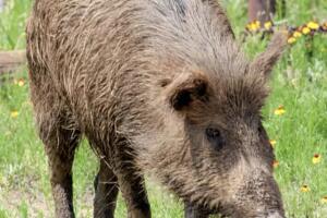 Cerdos salvajes 5.jpg