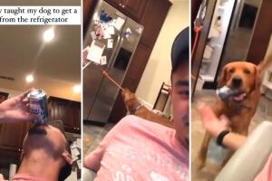 perro_collage_cerveza.jpg