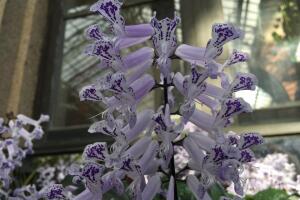 Orquídeas Longwood Gardens 9 