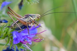 GERMANY-ANIMALS-GRASSHOPPER-CRICKET