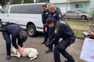 oakland dog 6.JPG