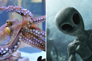 Los pulpos en realidad serían aliens, según una teoría de conspiración: lo que dice la ciencia al respecto