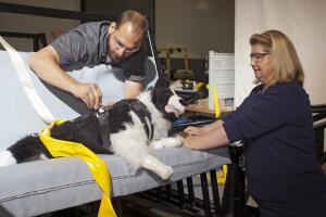 Como asegurar mascotas dentro de un carro