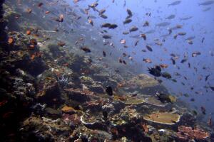 Indonesia Coral Crisis