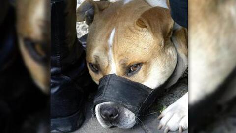 Revelan Nuevos Detalles De La Muerte De Un Bebe Recien Nacido Atacado Por Un Perro Pitbull En El Condado De Johnston Univision 40 Raleigh Wuvc Univision