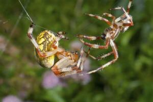aranha-sexo-oral-2.jpg