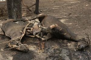 Death Toll Nears 200 As Bushfires Continue To Blaze Through Victoria
