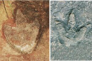 Dinosaur footprints.jpg