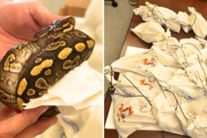 aseguramiento 39 serpientes pitón CBP puente internacional frontera laredo texas