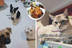 collage_perritos_crimen_pollo