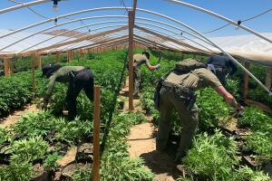 marihuana DEA California