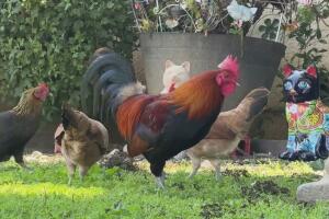 Nueva ley en California restringiría número de gallos; familias hispanas lo rechazan