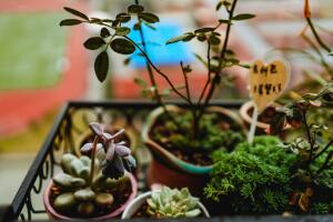 Mini jardin.jpg