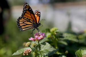 California Monarch Butterflies