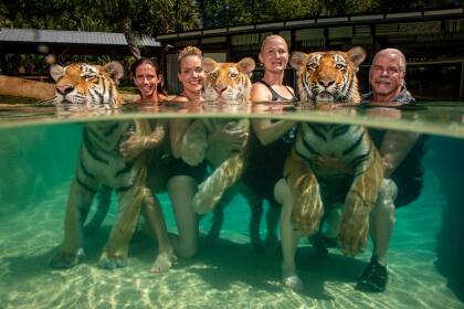 <b>‘Los vecinos tigres’</b>. Un espectáculo de tigres en un Myrtle Beach, Carolina del Sur. Este es un proyecto fotográfico del estadounidense Steve Winter, quien recorrió el país para fotografiar algunos de los entre 5,000 y 10,000 tigres que se encuentran en cautiverio en EEUU mientras que en toda Asia solo hay unos 3,900 en libertad. Forma parte de una serie nominada en la categoría ‘temas contemporáneos’.