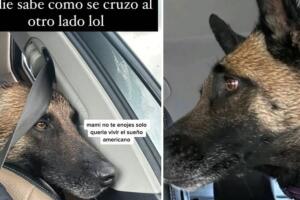 tiktok_perrita_se_escapa_de_casa_llega_a_eua.jpg