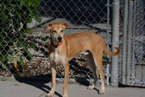 Perro salvado por la policía de Lee, Florida