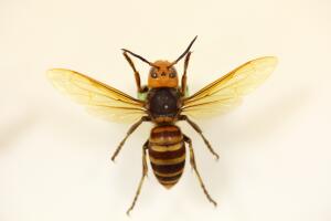 Asian or Japanese giant hornet (Vespa mandarinia) isolated