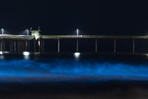 Bioluminiscencia y mal olor en costas de Los Ángeles: cómo se relacionan 