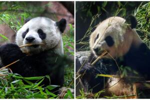 Pandas gigantes de China Xin Bao Yun Chuan zoo de San Diego
