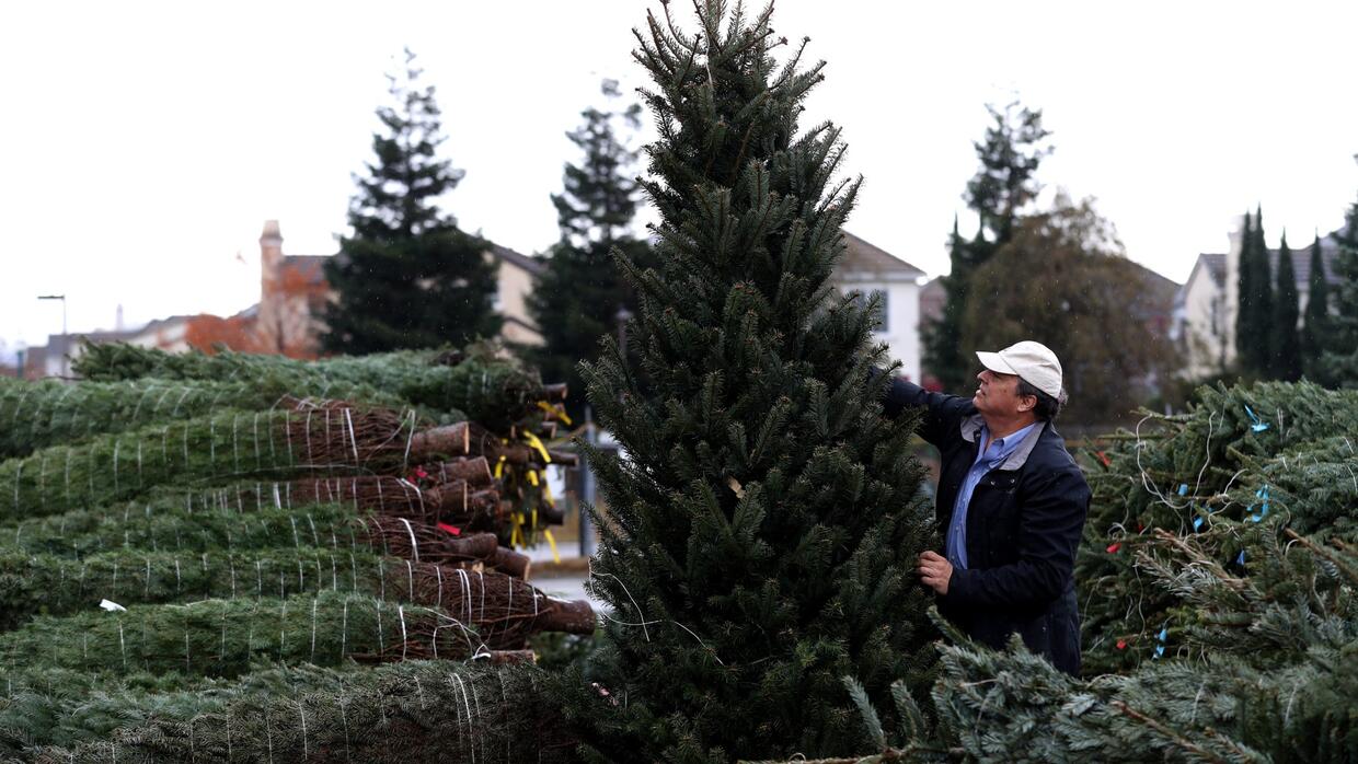 Escasez de arboles navideños en esta temporada: te contamos lo que debes  saber para que no te quedes sin árbol de navidad | Univision 34 Los Angeles  KMEX | Univision