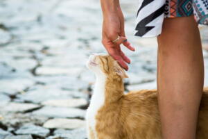 gato-pernas.jpg
