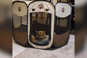 GALERIA PERROS/Guadalupe Torres.jpg