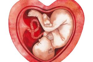 ilustracion-placenta-bebe-corazon.jpg