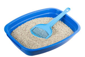 ensinar-gato-usar-caixa-de-areia-2.jpg