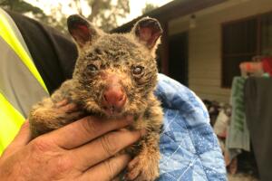 WIRES volunteer and carer Tracy Burgess holds a severely burnt brushtail possum rescued from fires near Australia’s Blue Mountains