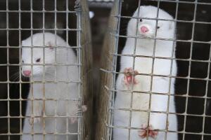 Virus Outbreak Mink Farms