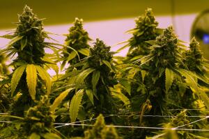 Abre el primer dispensario de marihuana medicinal en Carolina del Norte, esto dicen las leyes