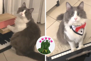 limon_gato_titkok.png
