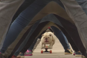 bulldog-record_2.png