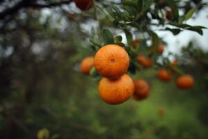 Siembra naranjas Florida