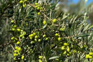 Plantação de azeitonas do Azeite Sabiá