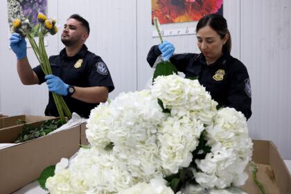 MIAMI, FLORIDA - FEBRUARY 12: (L-R) Christian Ruiz and Shirley Silva, U.S. Customs and Border Protection Agriculture Specialists, inspect flowers for foreign pests or diseases in the FedEx Cargo hub at Miami International Airport on February 12, 2025 in Miami, Florida. FedEx transfers millions of fresh flowers through the hub for Valentine's season by increasing air capacity from Colombia and Ecuador. They will transport over 2.2 million pounds of flowers from these countries in February. (Photo by Joe Raedle/Getty Images)