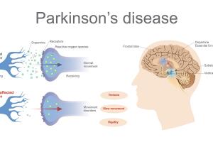 diagrama dopamina sistema nervioso