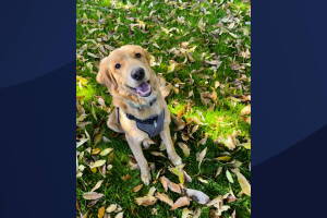 Buscan a sospechoso de matar a un perro cerca de la Av. 79 y Lower Buckeye en Phoenix, Arizona 
