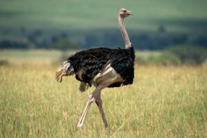 foto_de_avestruz.jpg