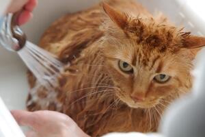 como-banar-a-un-gato-3.jpg