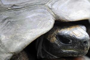 Hacienda Nápoles Pablo Escobar