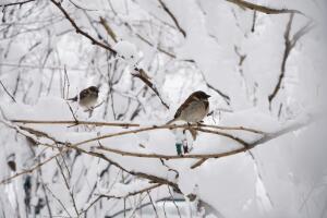 Aves descansan sobre ramas cubiertas de nieve en Gramercy Park. 